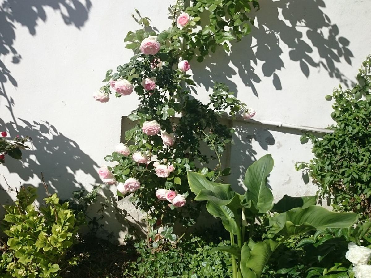 מונפלייה Le Clos Chez Michel מראה חיצוני תמונה